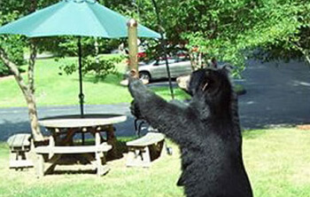 Black bear standing by a picnic table