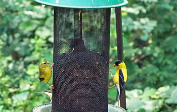 Birds eating at bird feeder