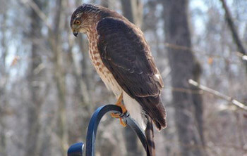 Falcon on a light pole