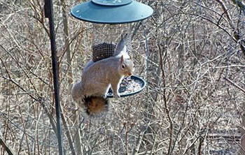 Squirrel on a bird feeder