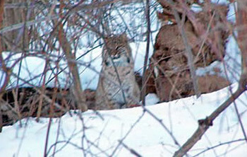 Wild cat on snowy hill
