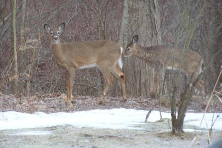 Two deer in the woods