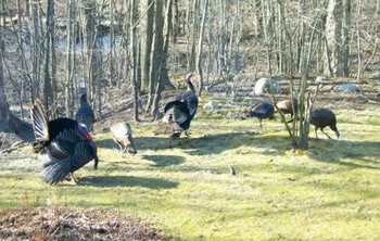 Large group of turkeys in the woods