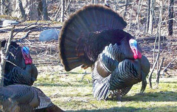 Two large turkeys in the woods