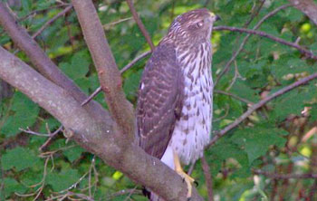 Falcon in a tree