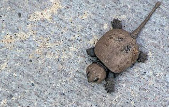 Small turtle