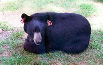 Small black bear